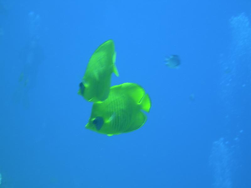 SAFAGA 07  2008 069.jpg